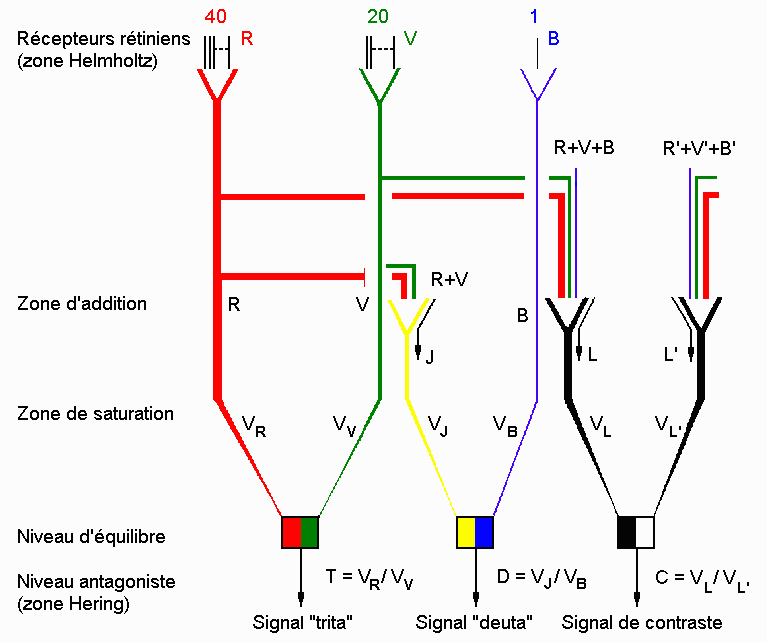 Sch&eacute;ma de Walraven